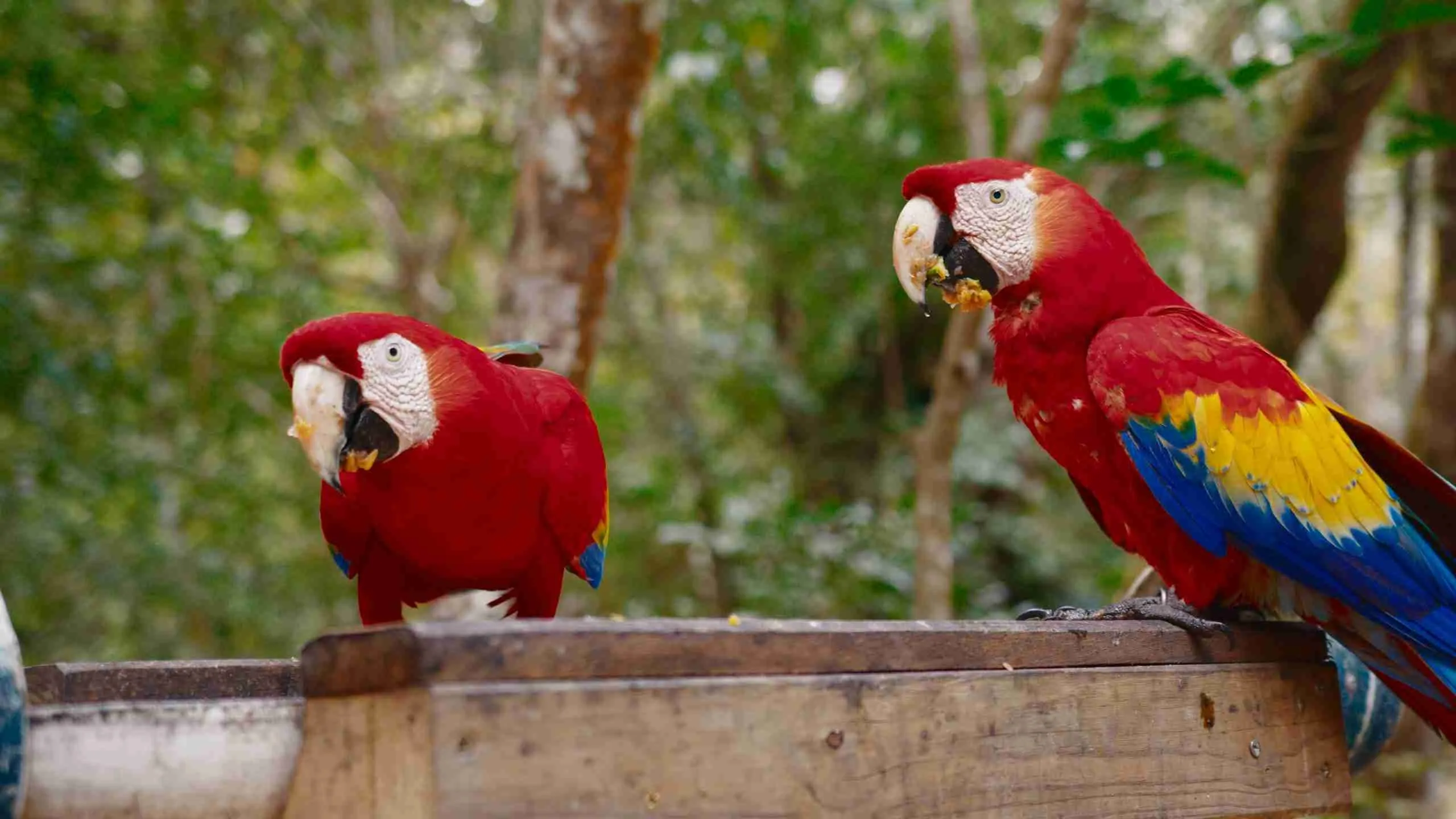 Guaras Rojas - Scarlet Macaw, Copán Ruinas