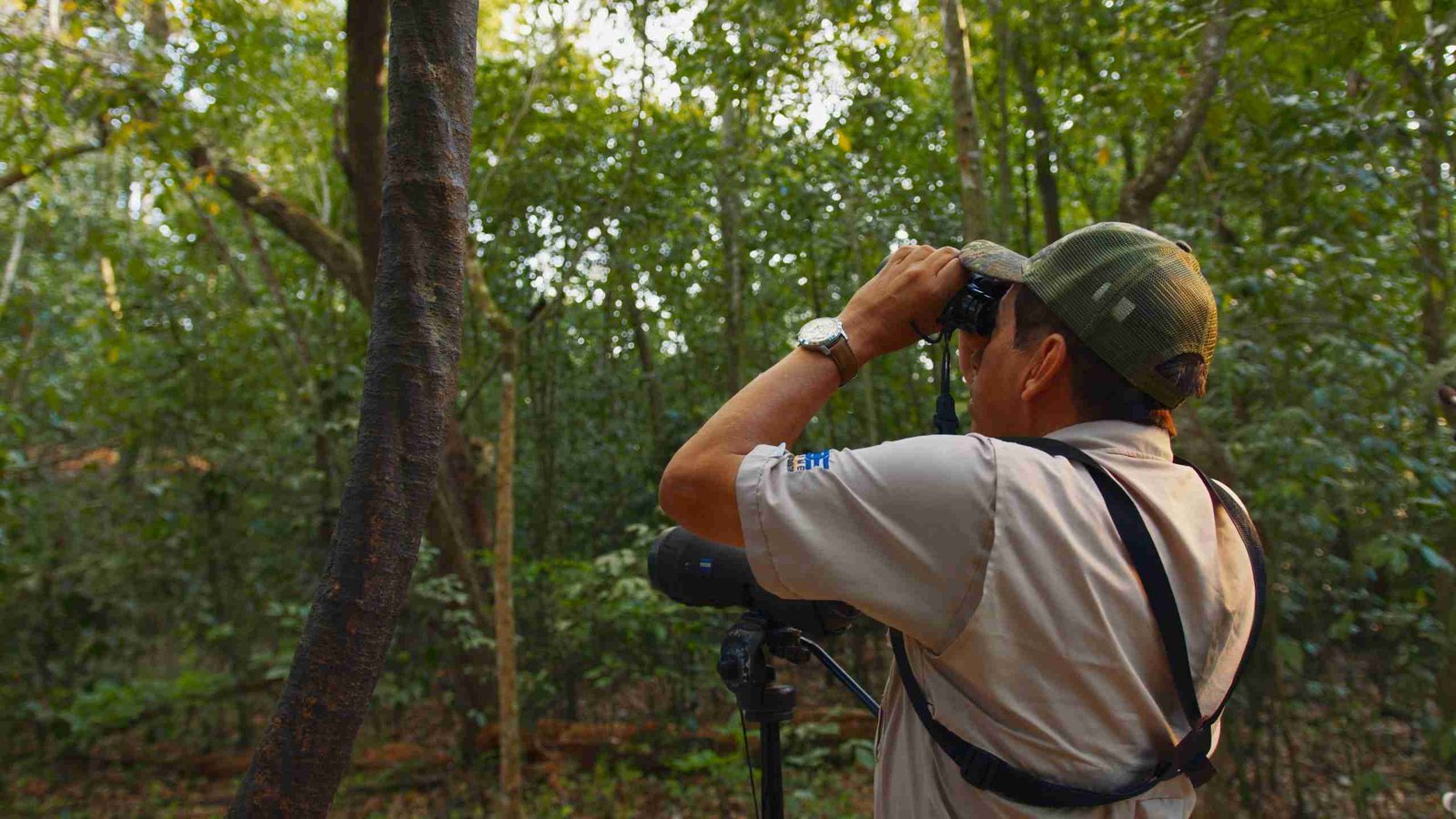 Observación de aves en Copán Ruinas Observación de aves en Copán Ruinas
